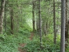 Red Horse Trail along wetland